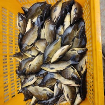 网箱黄金鲫