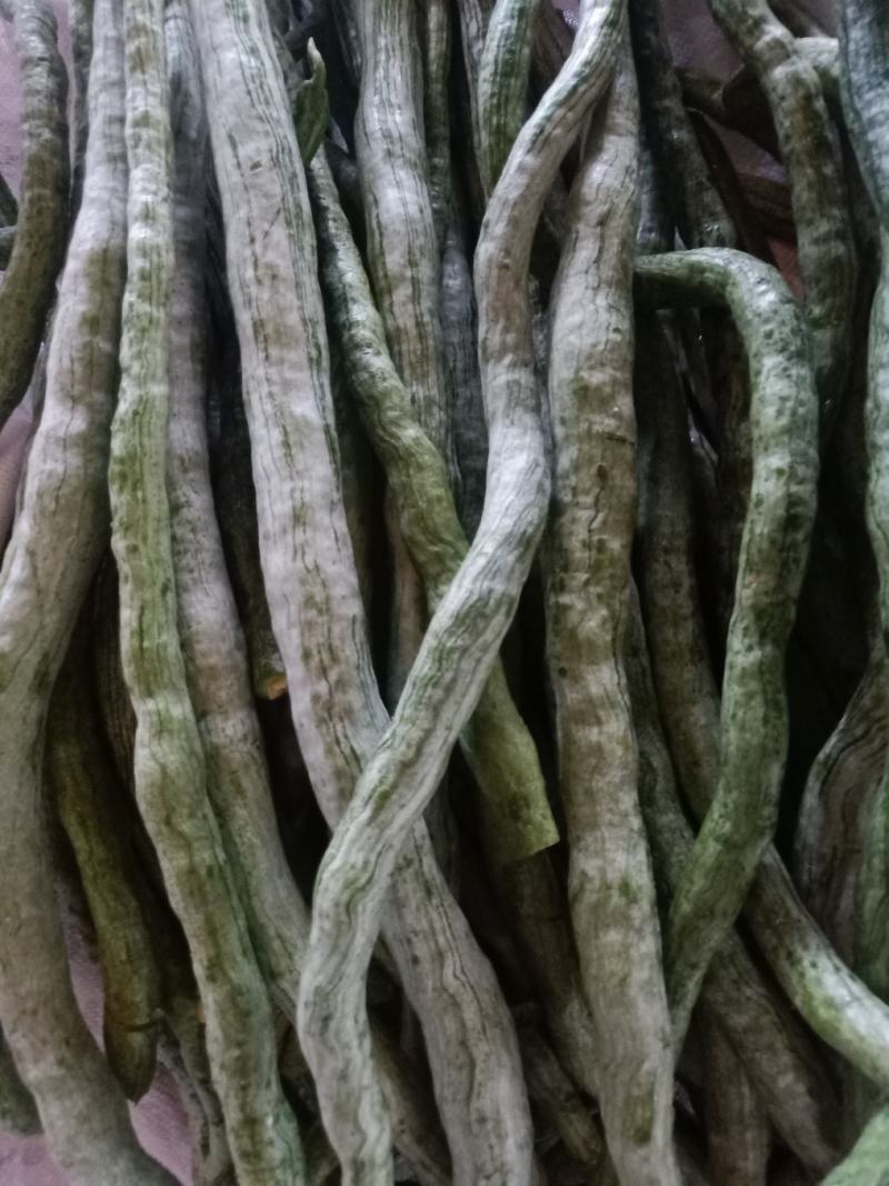 云南普洱蛇豆也叫蛇瓜_鲜货