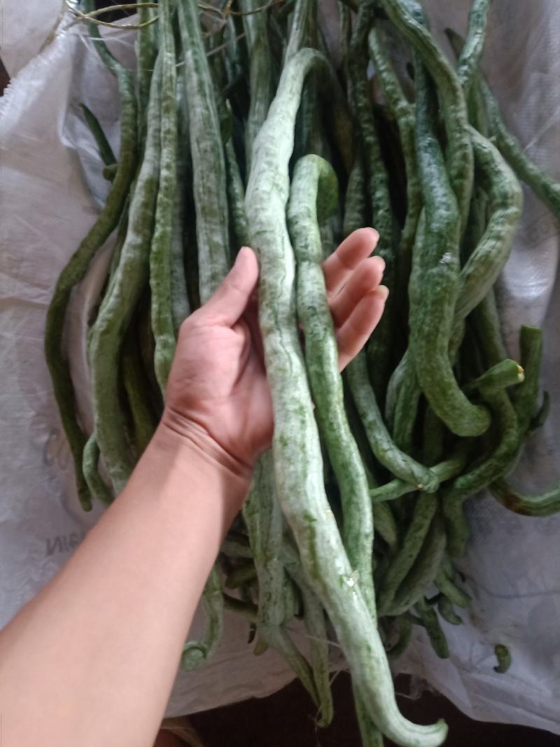 云南普洱蛇豆也叫蛇瓜_鲜货