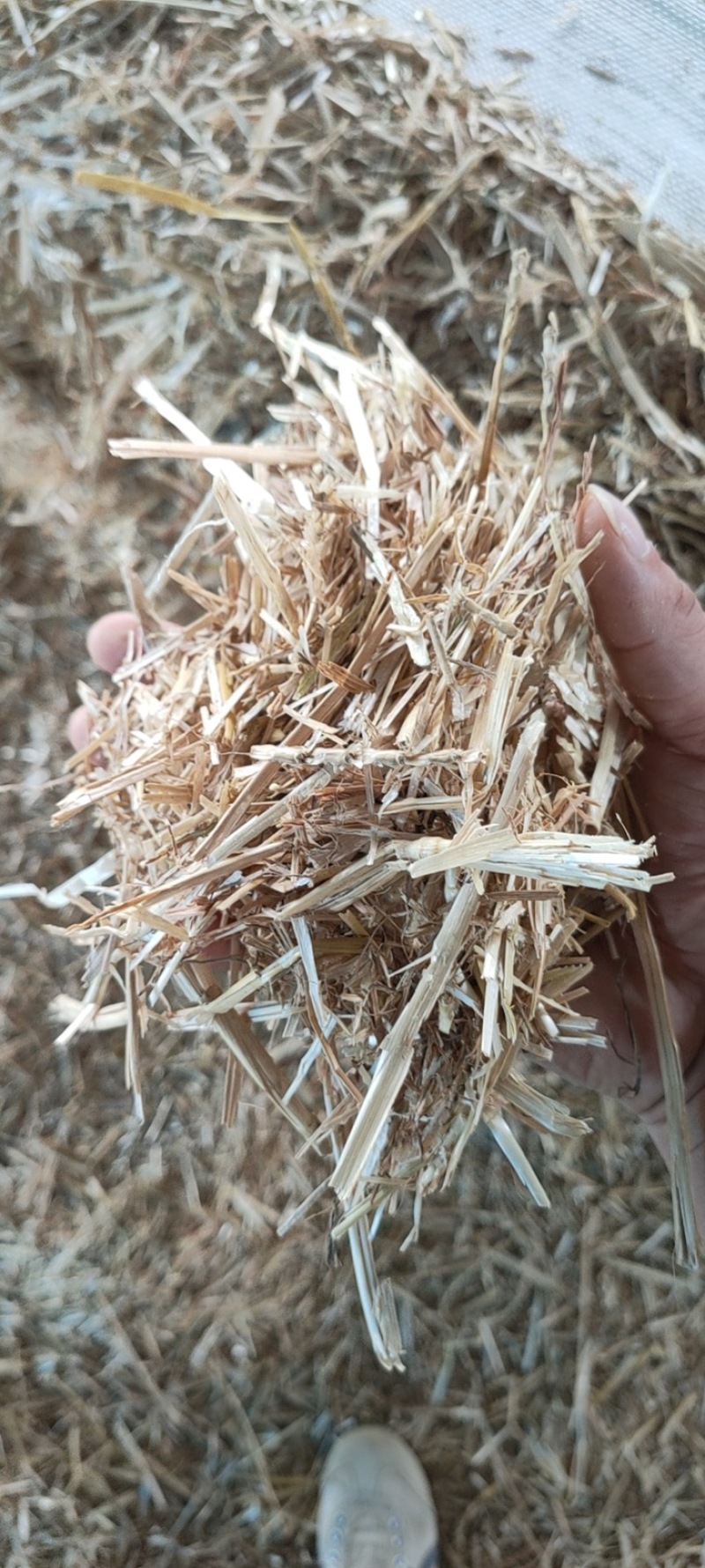草厂直销优质小麦秸秆麦草饲料牛羊马驴草料