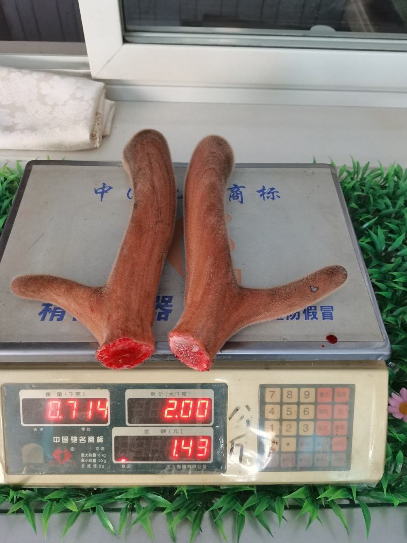 【鲜鹿茸】鹿茸梅花鹿茸有需要的老板联系我吧。