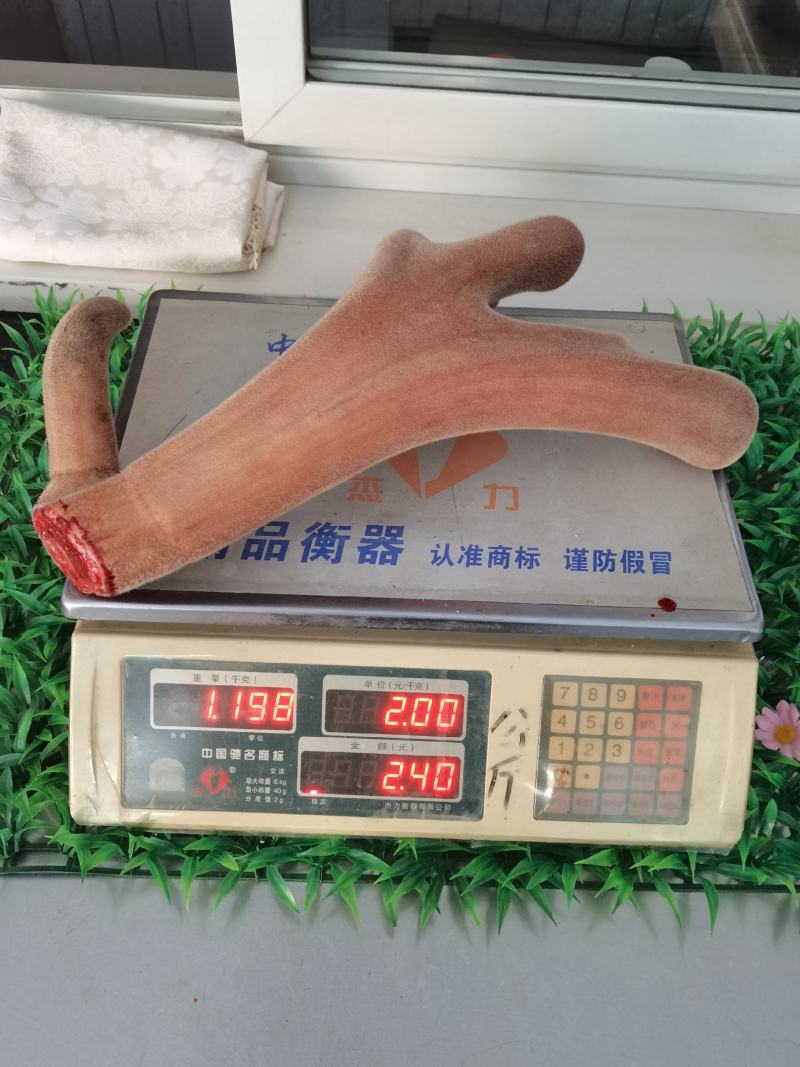 【鲜鹿茸】鹿茸梅花鹿茸有需要的老板联系我吧。
