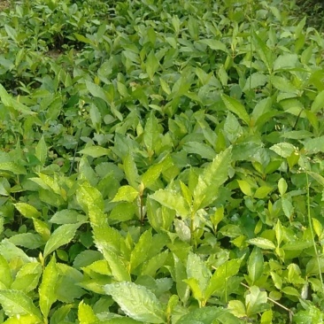 草珊瑚种苗