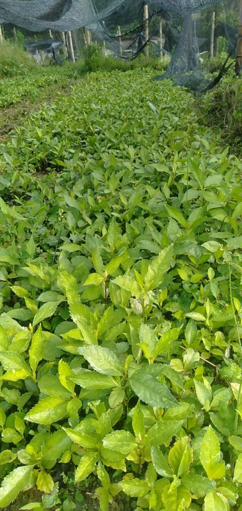 草珊瑚种苗