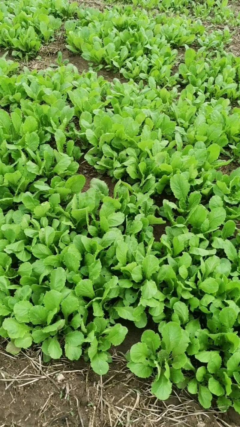 精品小白菜价格优惠