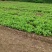精品小白菜价格优惠