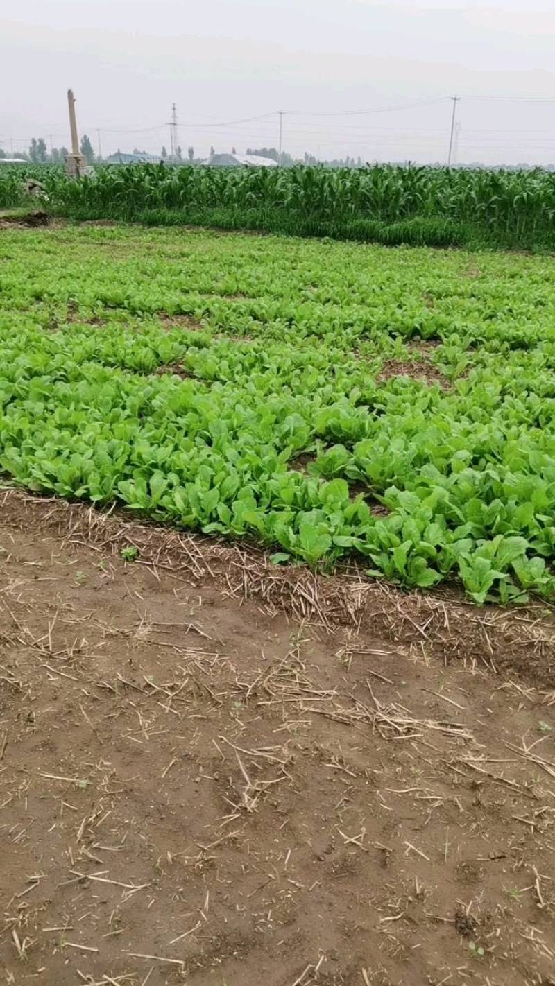 精品小白菜价格优惠