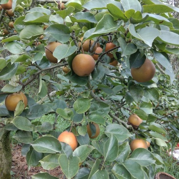 黄花梨，翠冠梨，水晶梨