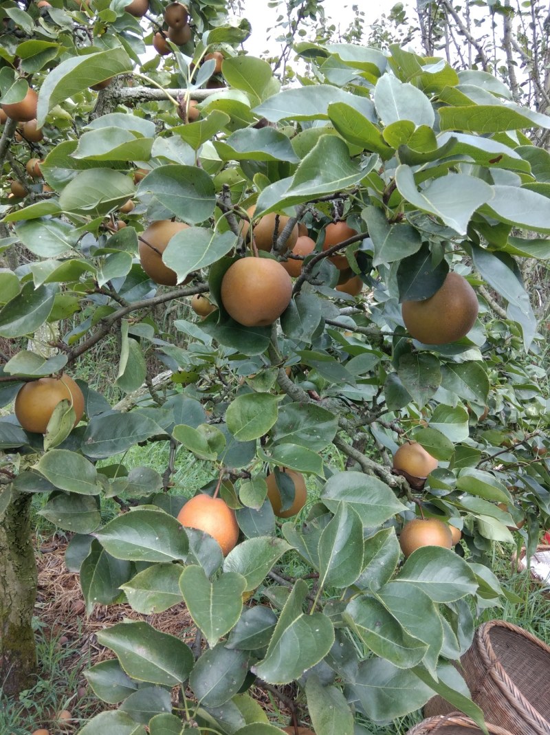 黄花梨，翠冠梨，水晶梨