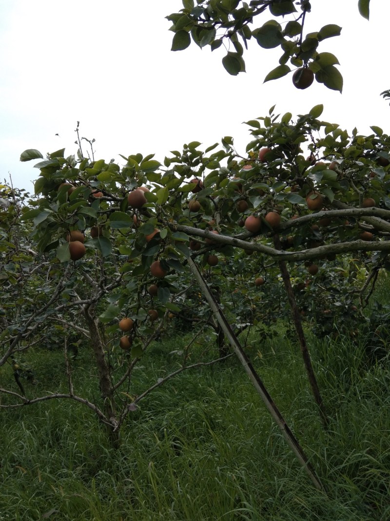 黄花梨，翠冠梨，水晶梨