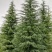 松树陕西雪松，八到十米，规格齐全，现挖现卖，保证质量