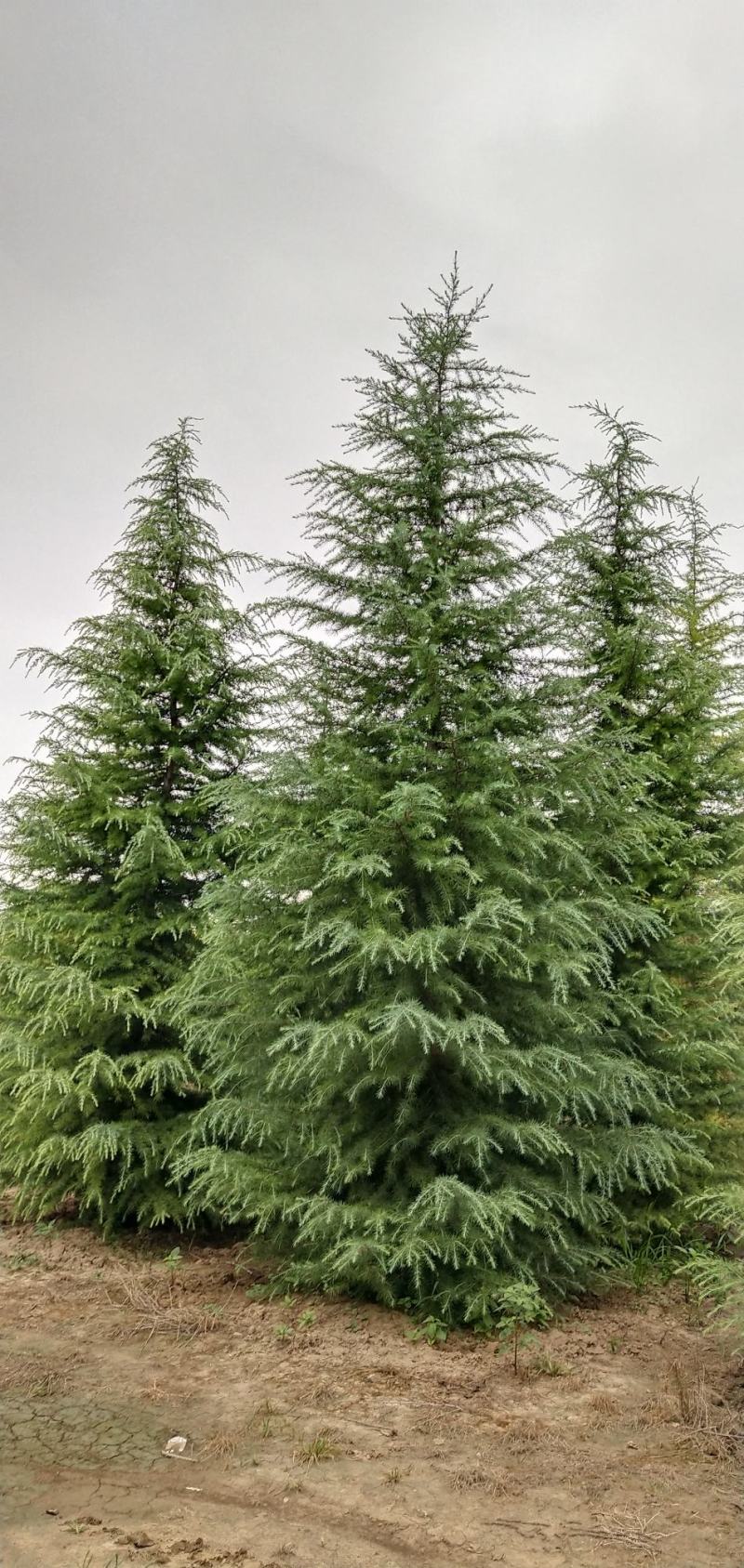 松树陕西雪松，八到十米，规格齐全，现挖现卖，保证质量