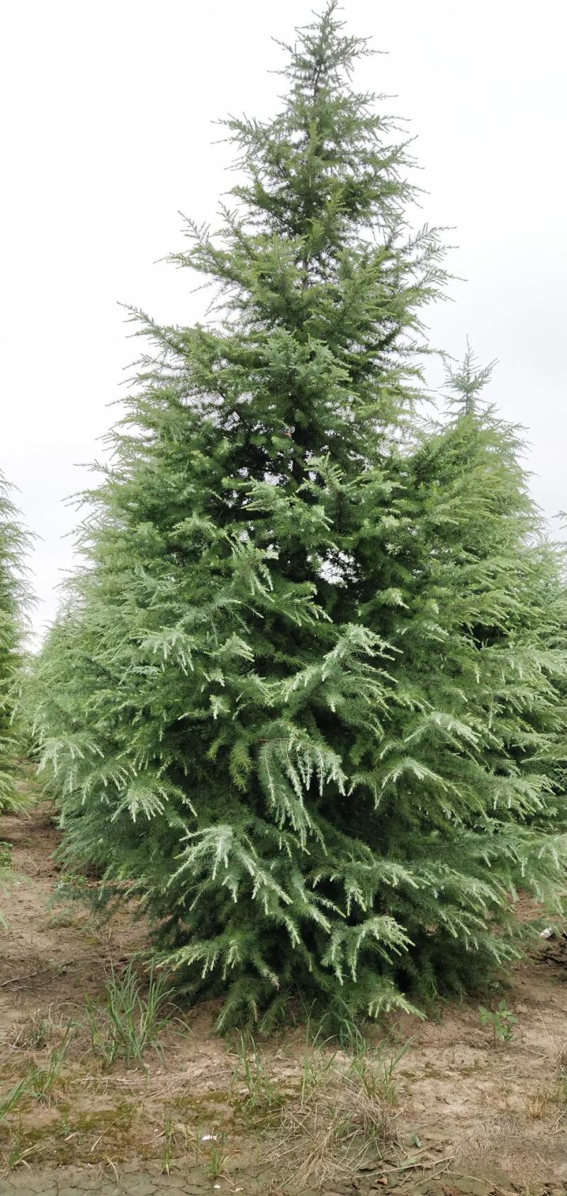松树陕西雪松，八到十米，规格齐全，现挖现卖，保证质量