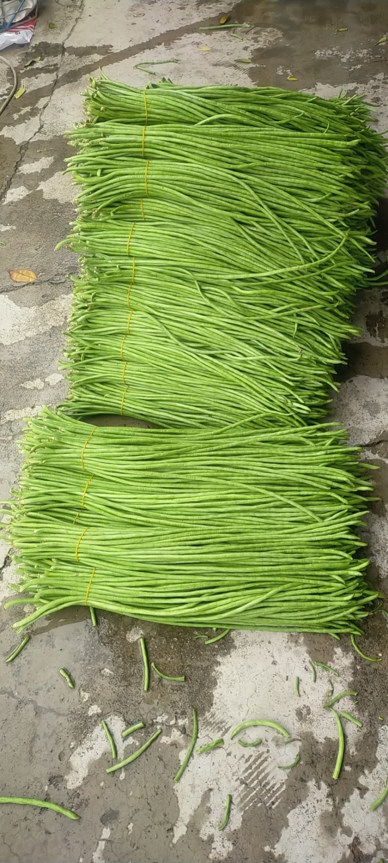 《推荐》云南建水长豆角，全国直发，青条豆角，诚信经营