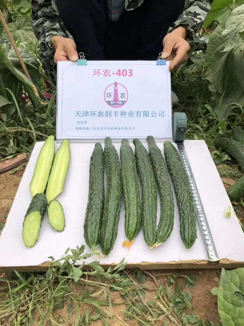 黄瓜种子环农408耐热抗病能力突出蔬菜基地春夏秋三栽培