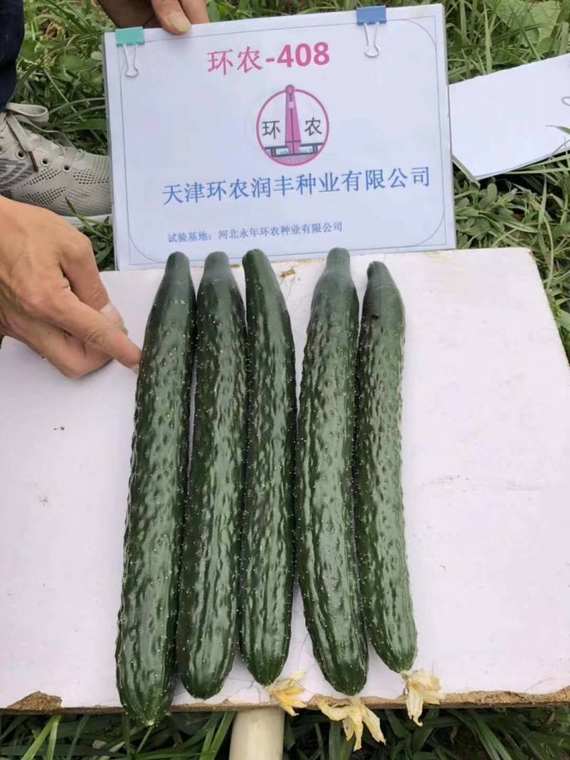黄瓜种子环农408耐热抗病能力突出蔬菜基地春夏秋三栽培