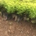 金山绣线菊杯苗金山杯苗营养杯苗容器苗