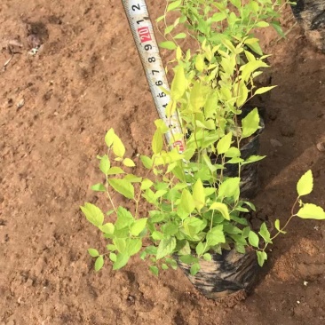 金山绣线菊杯苗金山杯苗营养杯苗容器苗