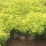 金山绣线菊杯苗金山杯苗营养杯苗容器苗