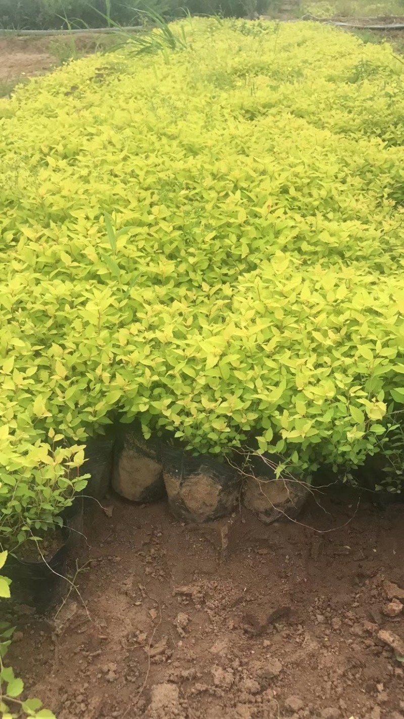 金山绣线菊杯苗金山杯苗营养杯苗容器苗