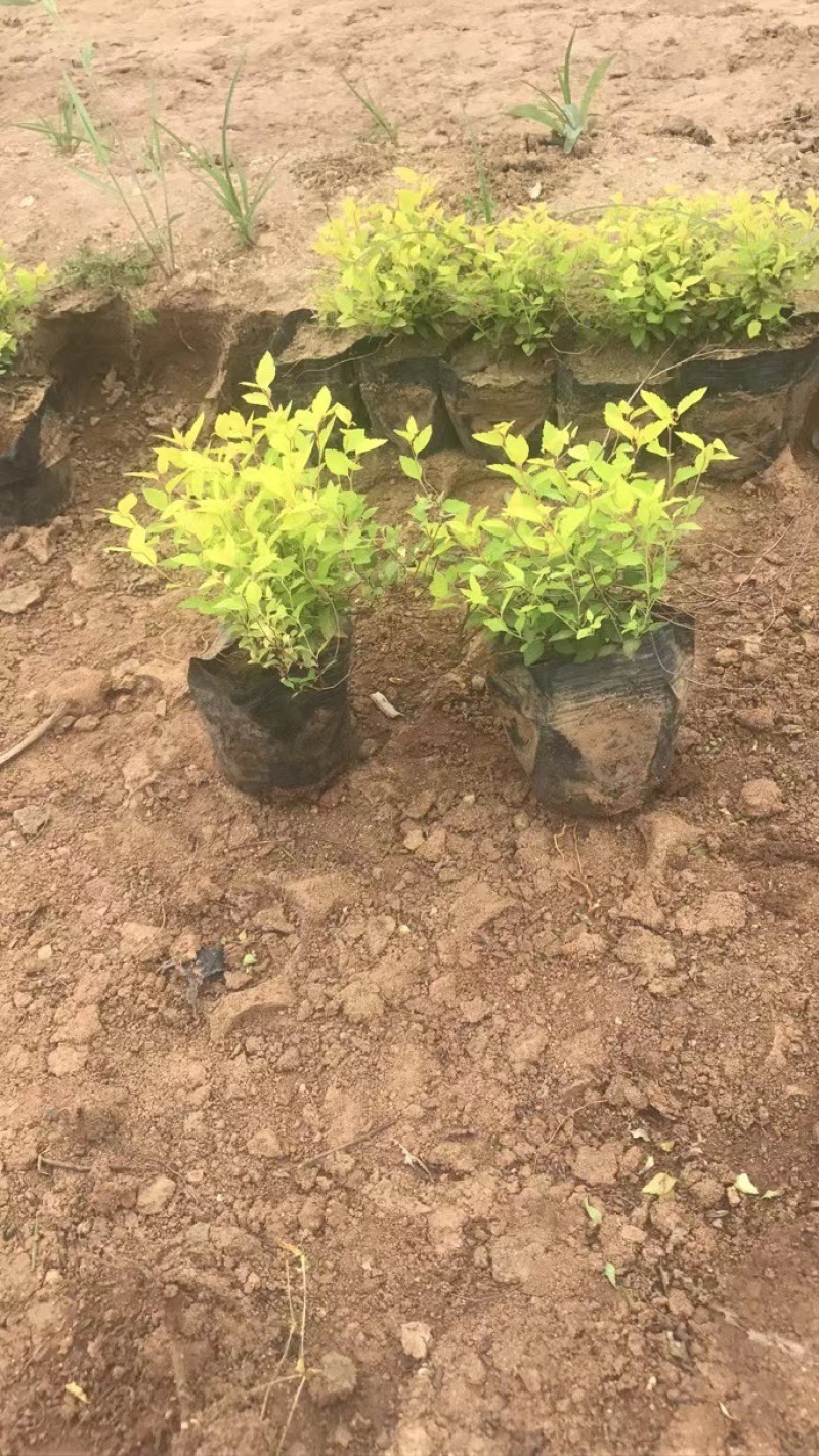 金山绣线菊杯苗金山杯苗营养杯苗容器苗