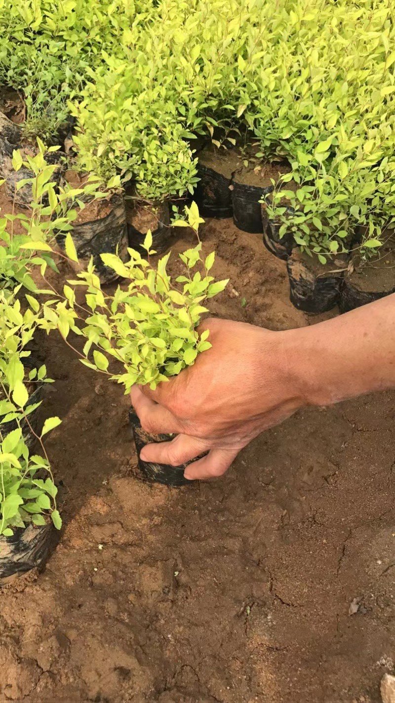 金山绣线菊杯苗金山杯苗营养杯苗容器苗