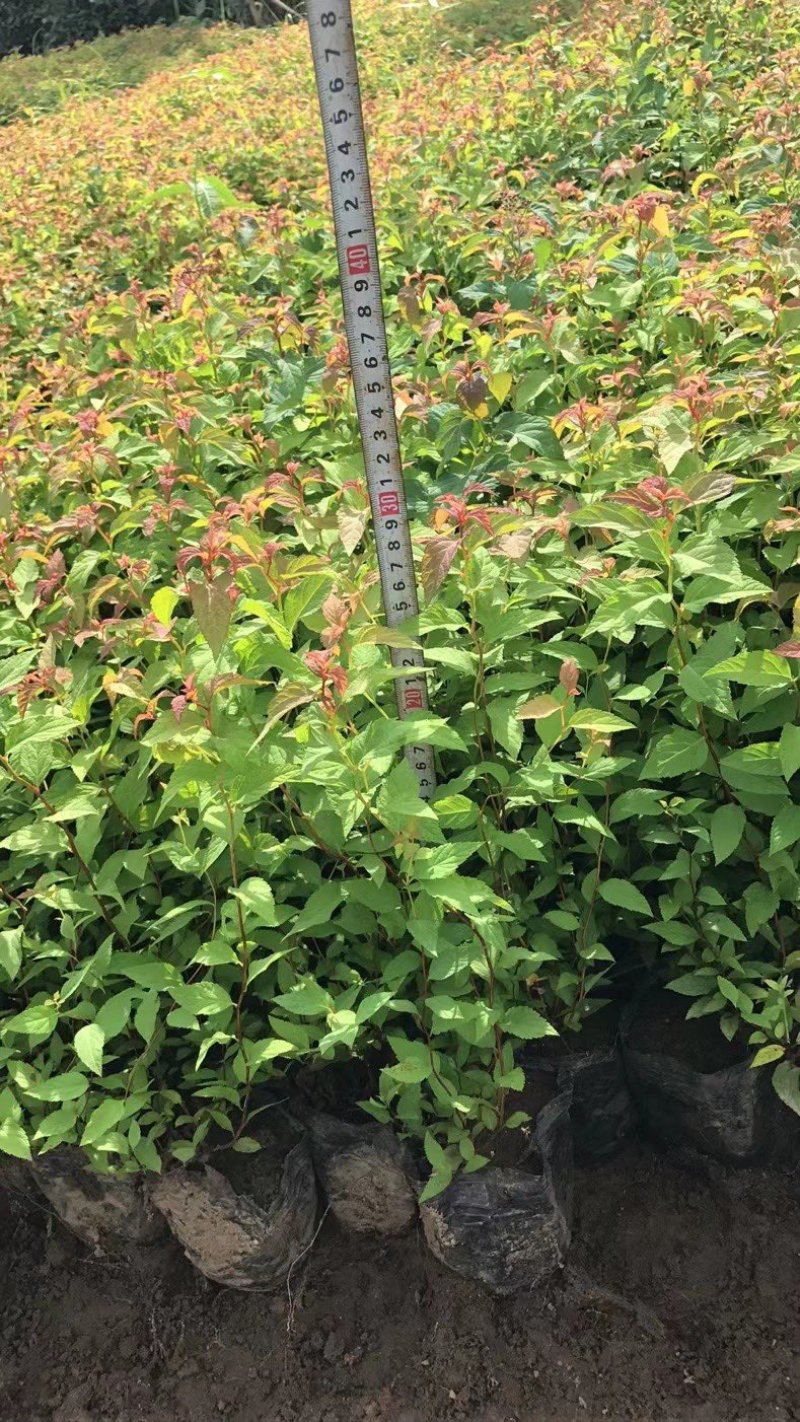 金焰杯苗金焰绣线菊营养杯苗容器苗金焰扦插苗