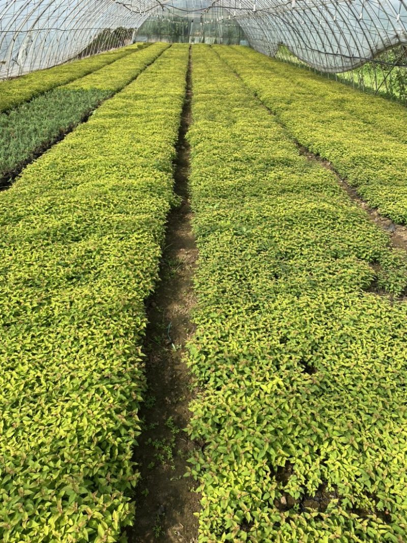 金焰杯苗金焰绣线菊营养杯苗容器苗金焰扦插苗