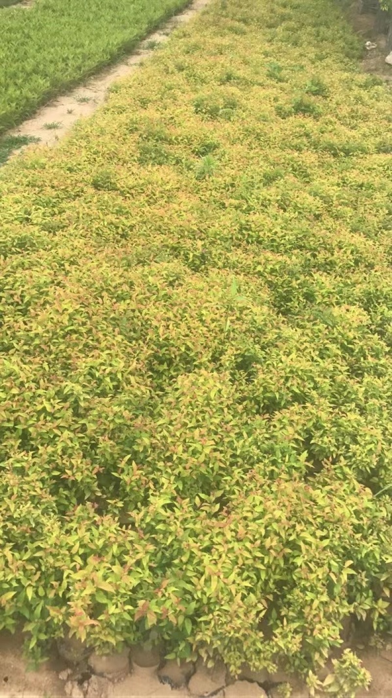 金焰杯苗金焰绣线菊营养杯苗容器苗金焰扦插苗