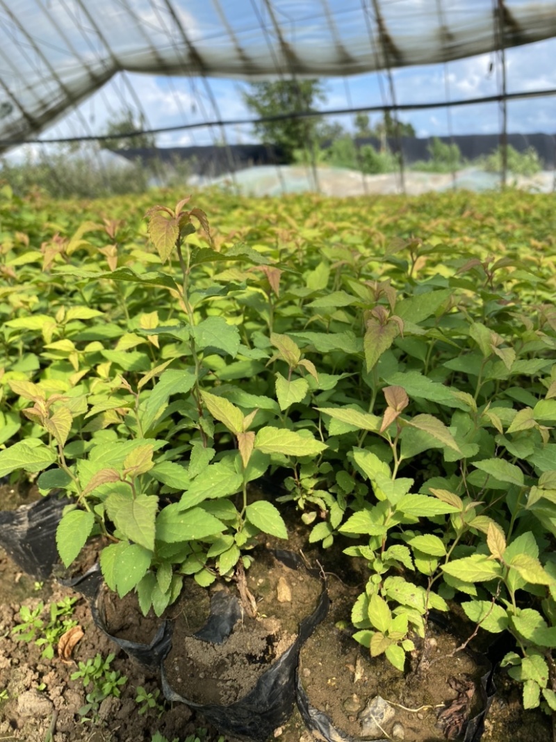 金焰杯苗金焰绣线菊营养杯苗容器苗金焰扦插苗