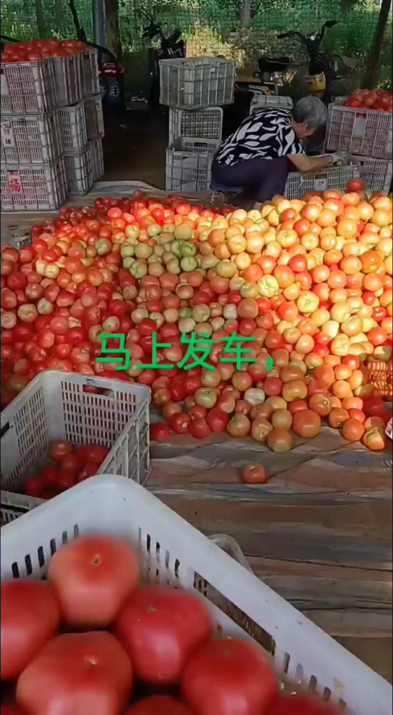 硬粉西红柿弧三以上硬粉通货