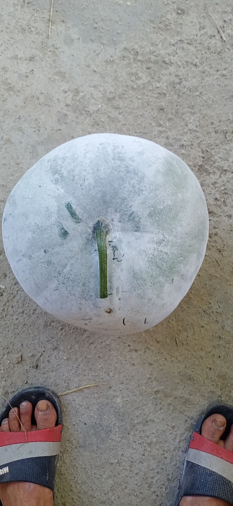 白皮矮地冬瓜，价格漂亮