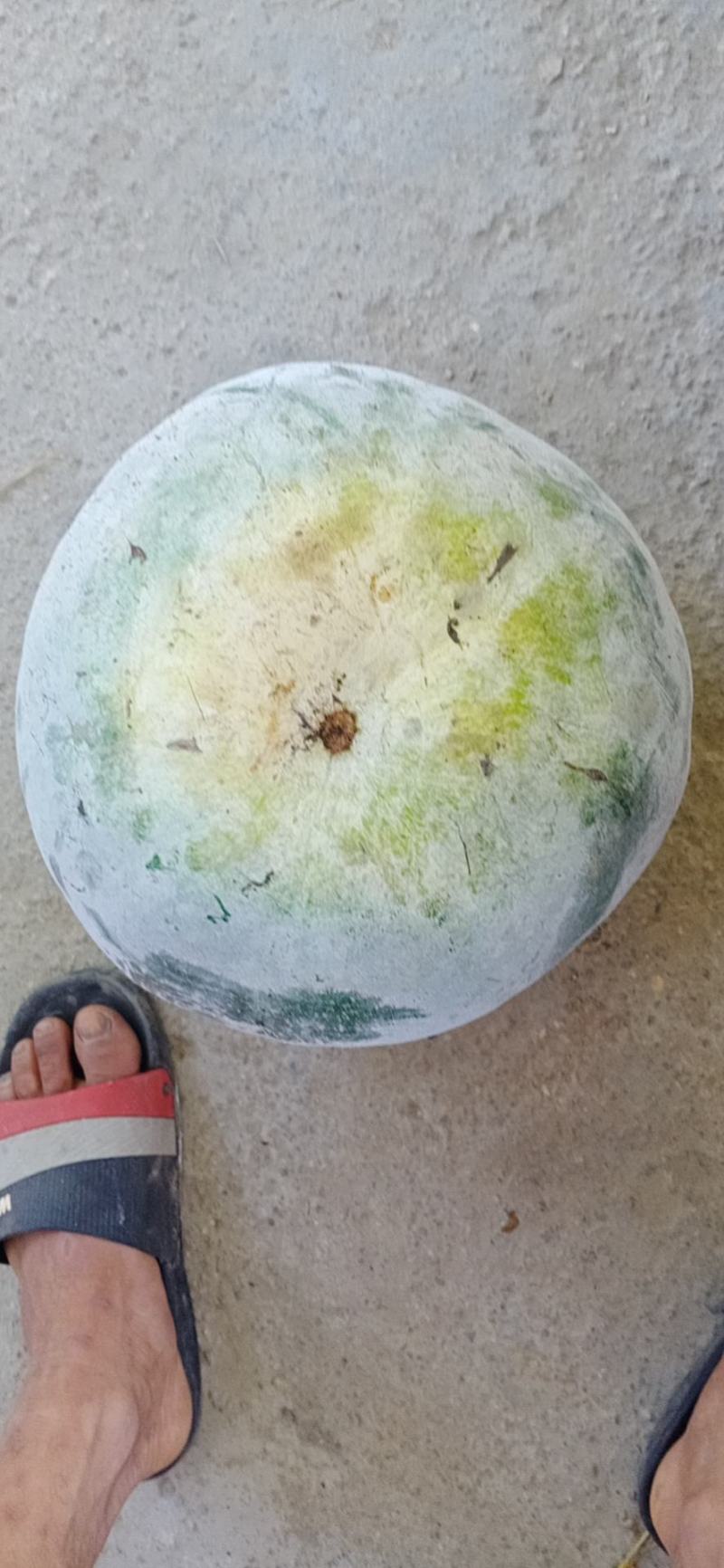 白皮矮地冬瓜，价格漂亮