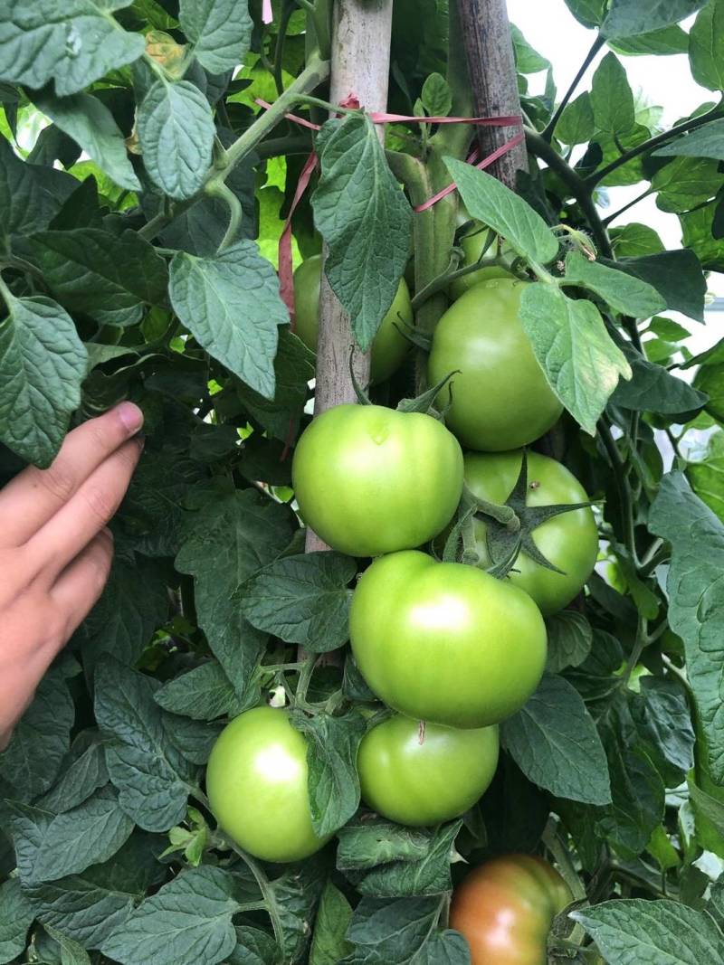 巴斯夫健达唑醚氟酰胺草莓番茄白粉病叶霉病灰霉病炭疽病黑痣