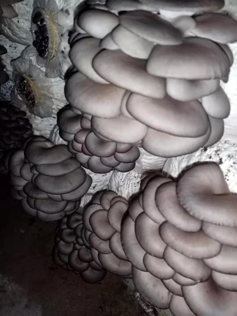 安徽平菇菌种平菇高低温品种广温品种