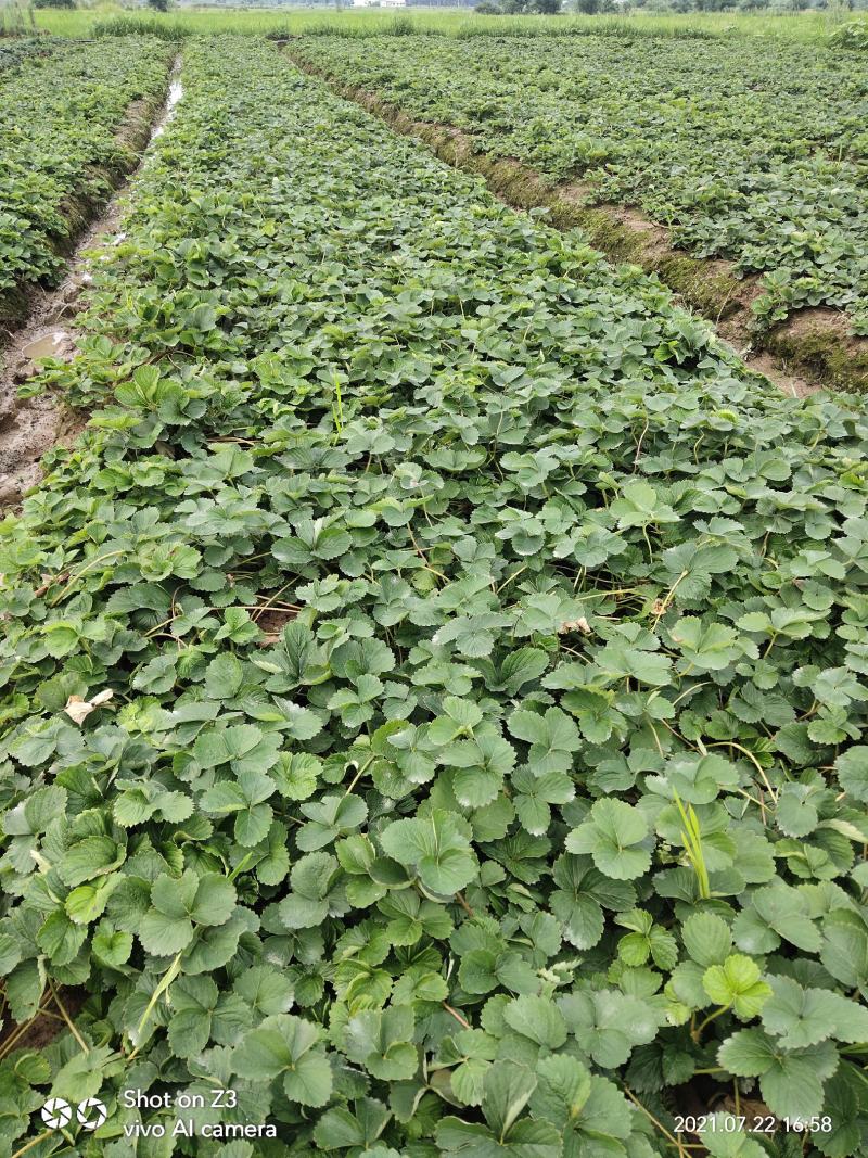 大叶宁玉草莓苗【各品种齐全】质量保证免费技术指导
