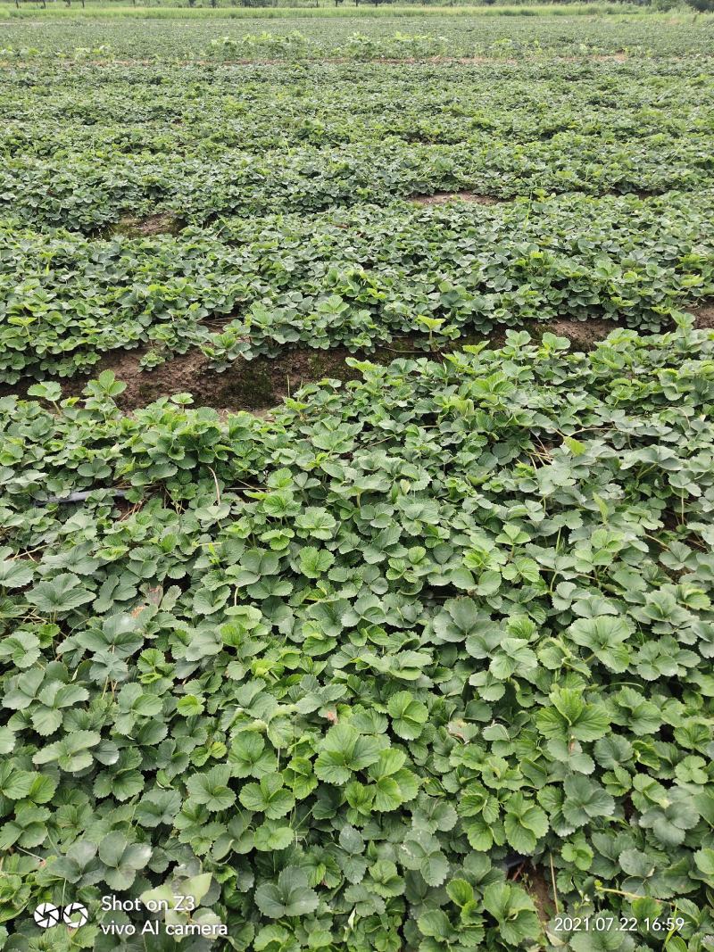 大叶宁玉草莓苗【各品种齐全】质量保证免费技术指导