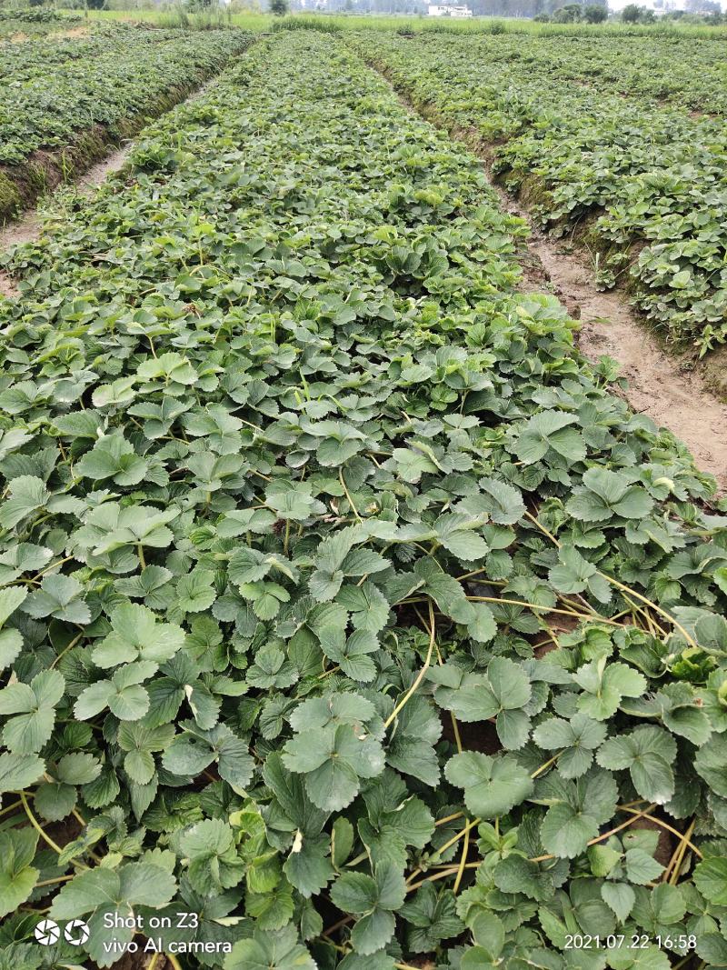 大叶宁玉草莓苗【各品种齐全】质量保证免费技术指导