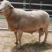 澳洲白，澳洲白绵羊种公羊，澳洲白羊羔，杜波绵羊，发货全国