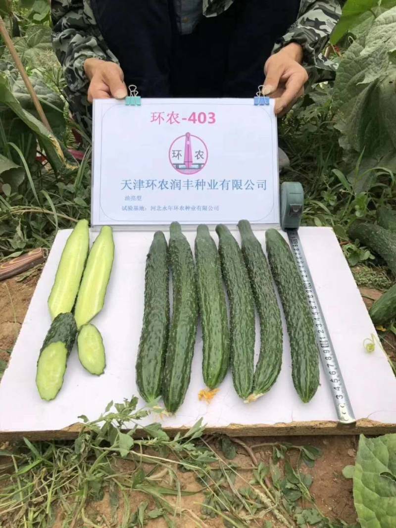 黄瓜种子绿翡翠先锋001早熟性好肉质翠绿密刺