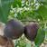 杏树苗德国引进，果实外皮黑色，果肉红色杂交杏新品种