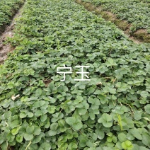 大叶宁玉草莓苗【各品种齐全】质量保证免费技术指导