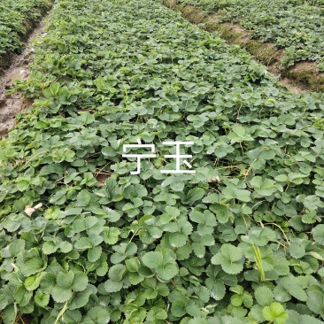 大叶宁玉草莓苗【各品种齐全】质量保证免费技术指导