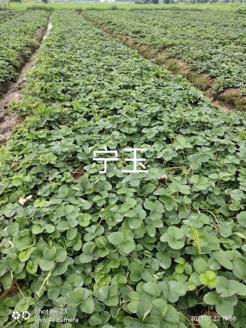 大叶宁玉草莓苗【各品种齐全】质量保证免费技术指导