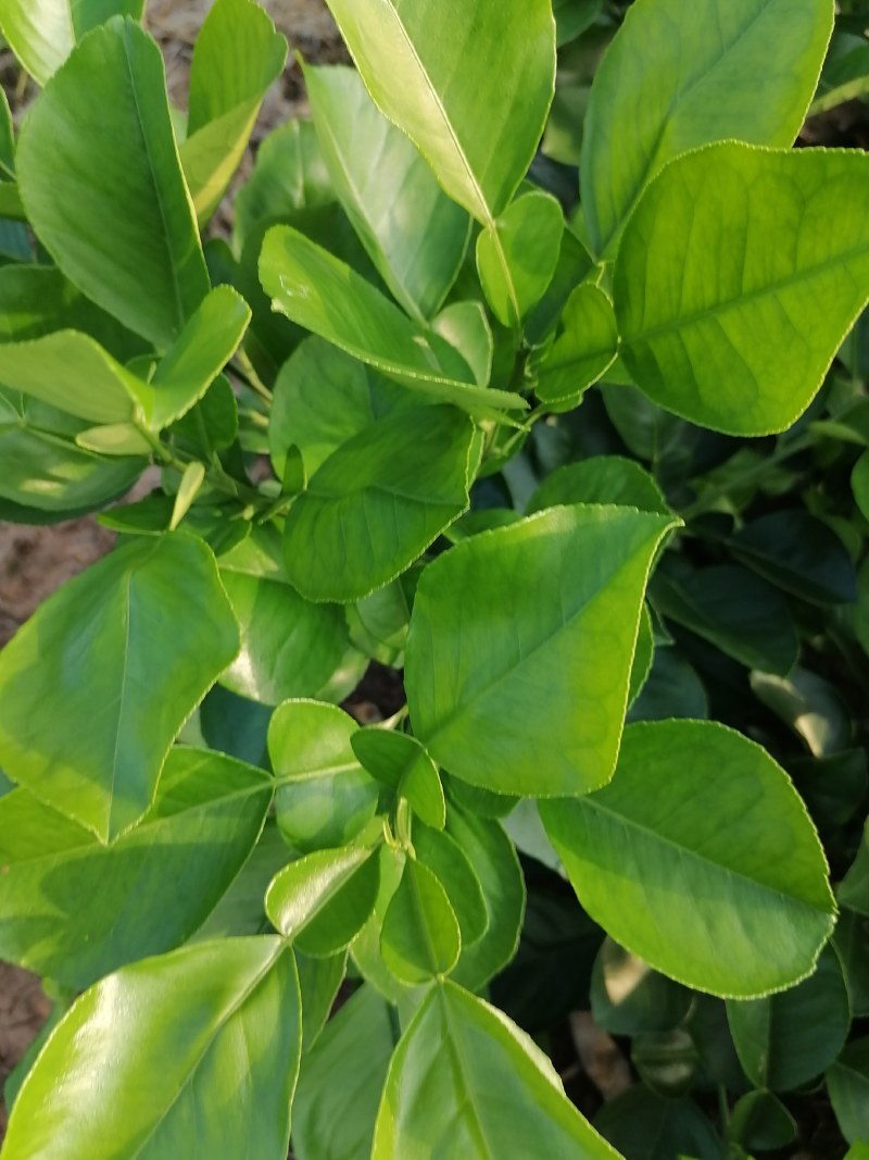 泰国暹罗红柚苗暹罗柚树苗柚子苗有分枝可带土球【包邮保品】