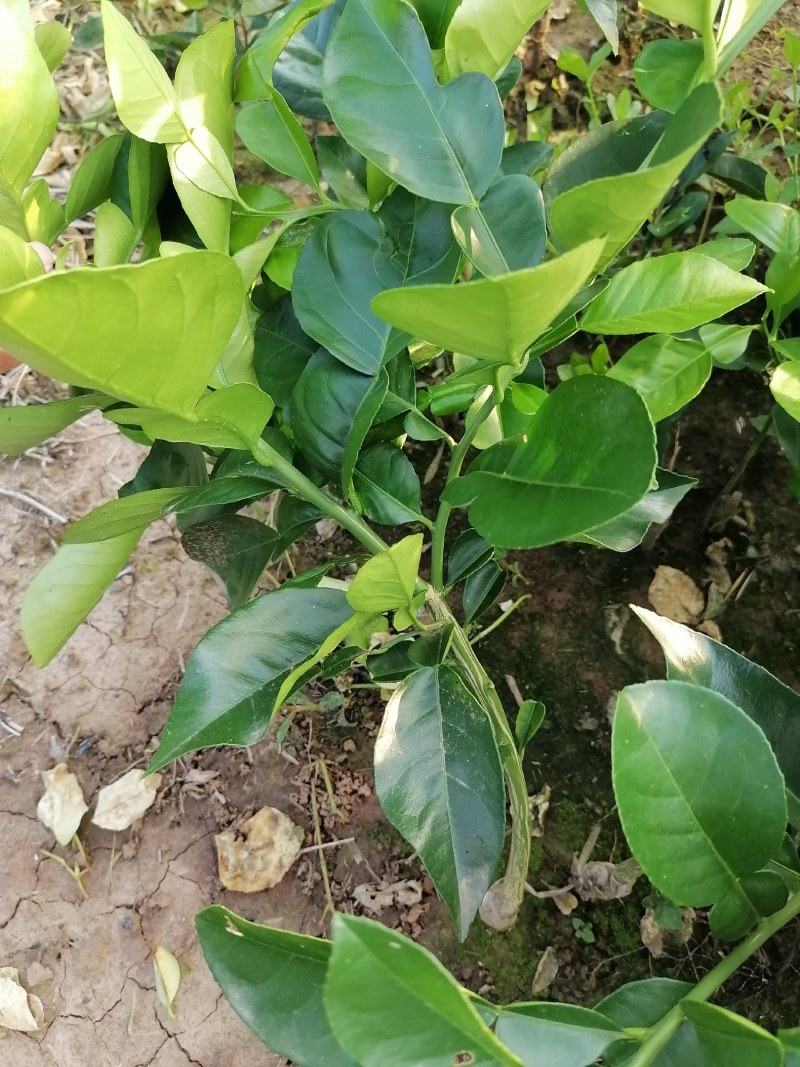 泰国暹罗红柚苗暹罗柚树苗柚子苗有分枝可带土球【包邮保品】