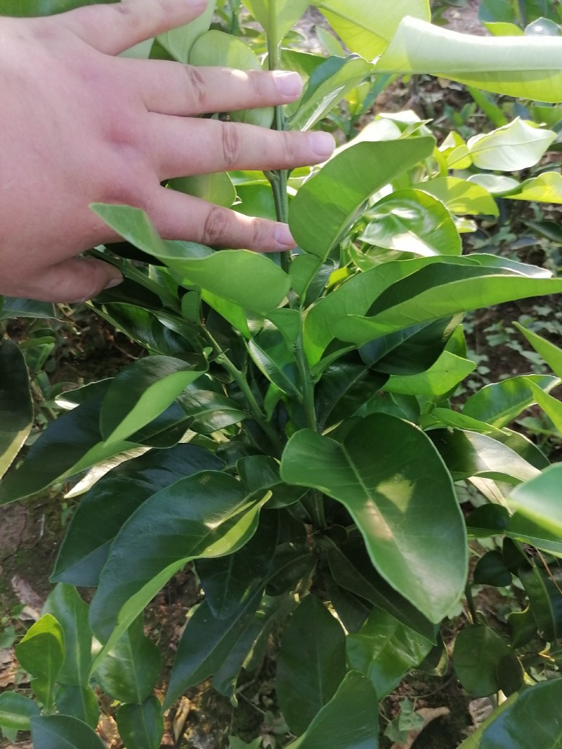 泰国暹罗红柚苗暹罗柚树苗柚子苗有分枝可带土球【包邮保品】