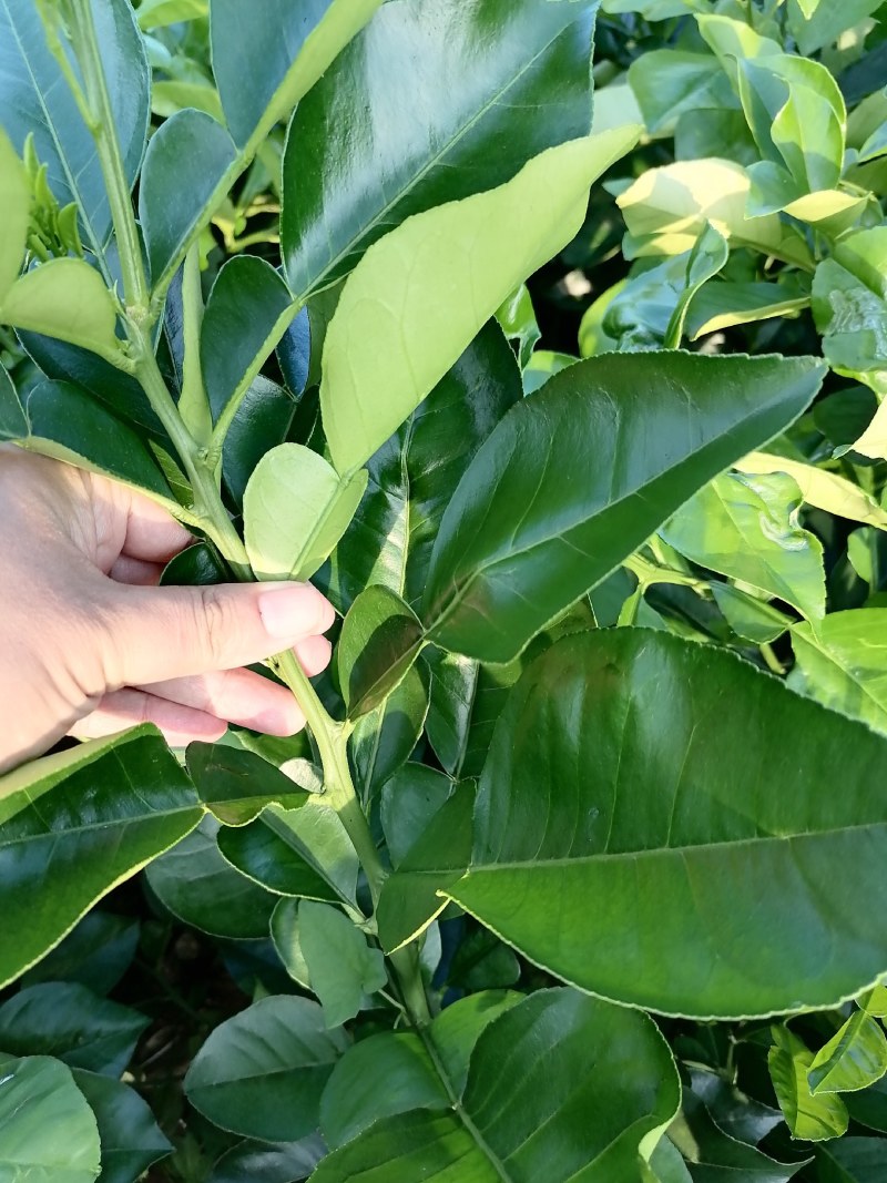 泰国暹罗红柚苗暹罗柚树苗柚子苗有分枝可带土球【包邮保品】
