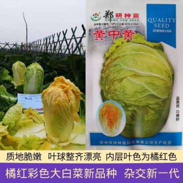 优质大白菜种子黄中黄橘红彩色大白菜结球紧实叶球整齐