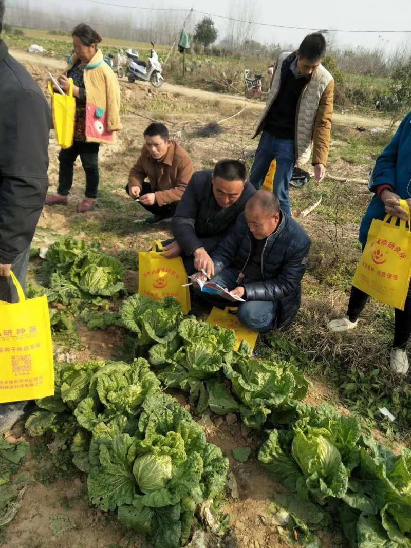 优质大白菜种子黄中黄橘红彩色大白菜结球紧实叶球整齐